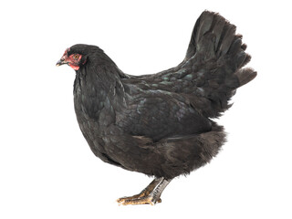 Black chicken isolated on white background