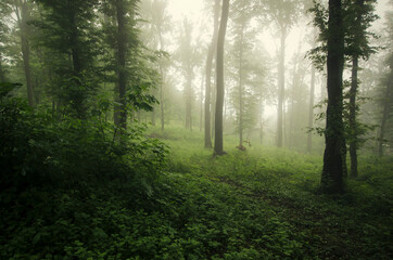 green forest with lush vegetation and mist
