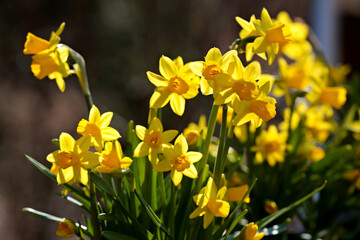Fototapeta premium Beautiful yellow daffodils blooming on a bright sunny day