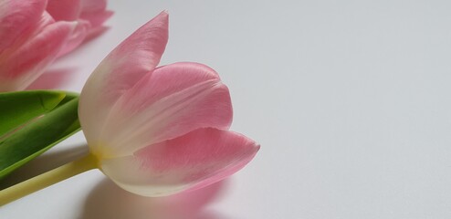 Close-up view of delicate fresh pink tulips on a grey background with space for text