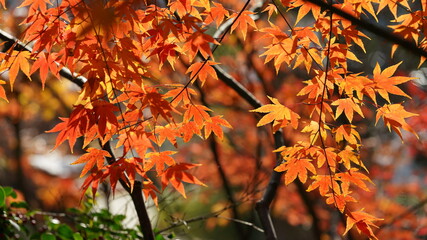 The beautiful autumn landscape with the colorful autumn leaves on the trees in the forest