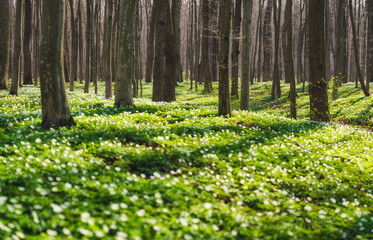 Spring forest during sunset. Flower blossoms in the springtime in the forest. Landscape in spring. Photo for the background. Fresh plants and warm weather.