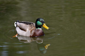 Wild boar duck, duck on the water, cute drake