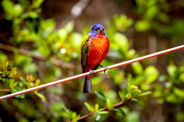 Male painted bunting