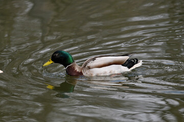 Obraz premium Wild boar duck, duck on the water, cute drake