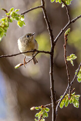 Kinglet