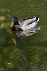 Wild boar duck, duck on the water, cute drake