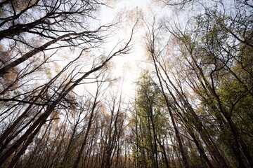 sun shining through trees in forest