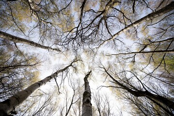 looking up at trees in the forest