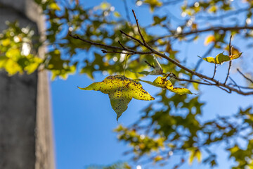 Shiny green bright leaf with sunlight  in blue background