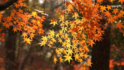 The beautiful autumn landscape with the colorful autumn leaves on the trees in the forest