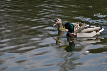 Wild boar duck, duck on the water, cute drake, duck mating, couple
