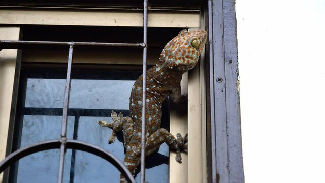 Tokay gecko with curved tail on glass window , Many orange color dots spread on blue skin of Gekko gecko , Reptiles in the homes of the tropics