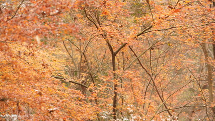 The beautiful autumn landscape with the colorful autumn leaves on the trees in the forest