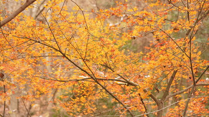 The beautiful autumn landscape with the colorful autumn leaves on the trees in the forest