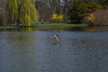 Wild boar duck in flight over water, duck in flight, wild duck