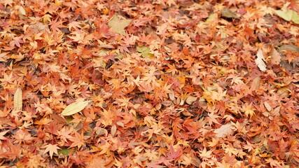 The ground fully covered by the dropped colorful autumn leaves on it in autumn