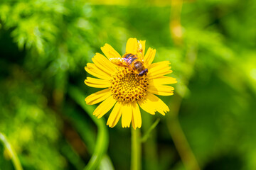 たんぽぽとミツバチ