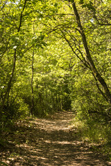 Fototapeta premium sentiero