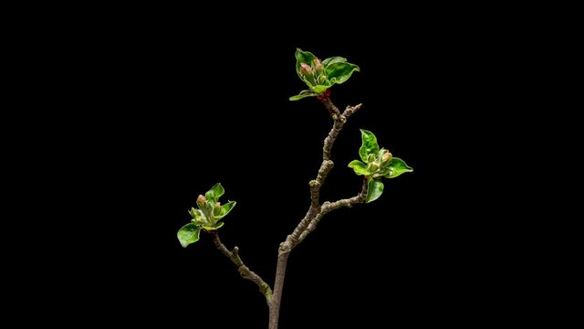 4K Time Lapse of flowering white Apple flowers on black background. Spring timelapse of opening beautiful flowers on branches Apple tree.
