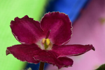 different kind of colours on flower