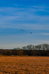 Fototapeta na wymiar Birds flying in the sky during the evening in spring