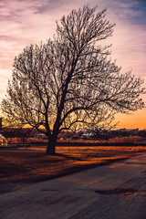 Tree standing alone in a flat landscape during spring in the sunset