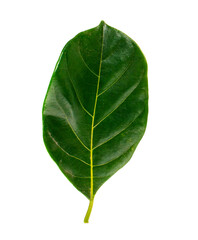 Obraz premium Isolated leaves jack fruit on the white background