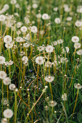 Fluffy beautiful dandelions in field close up
