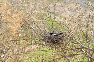 The raven mother incubates the eggs. Wild life.