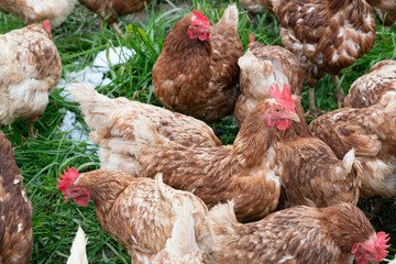 happy red chickens