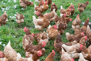 bio egg chicken farm on the field