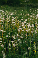Fluffy beautiful dandelions in field close up