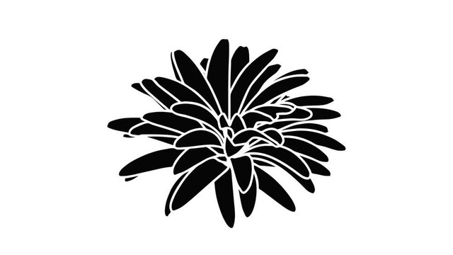 Aster flower icon animation isometric black object on white background
