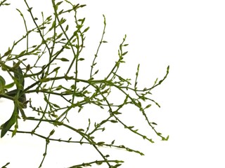 Andrographis paniculata (Phathalai Jone) tree plant herb, Thai herbal prevention concept (COVID-19)