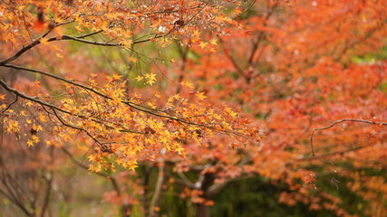 The beautiful autumn view with the colorful autumn leaves on the trees in the forest