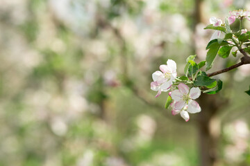Spring in eco garden, startup and growing organic fruits at modern industrial smart orchard