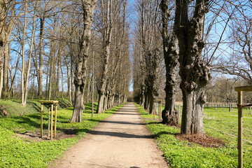 narrow avenue lined with old trees in the park with spring flowers at the edge of the road