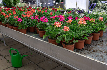 Fototapeta na wymiar Many pelargoniums of different colors in flower pots and a green watering can