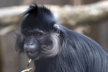 A frightened expression of Black mangabey, Lophocebus aterrimus, who saw something nearby