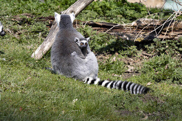 Obraz premium Female Ring-tailed Lemur, Lemur catta, with a small cub