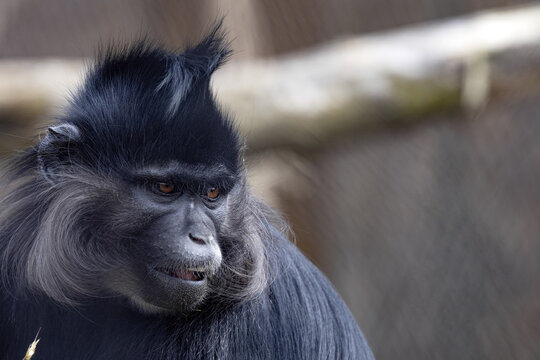 Portrait of an angry Black mangabey, Lophocebus aterrimus, seeing something nearby