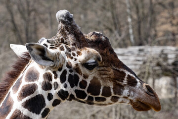 Portrait of a male Northern Giraffe, Giraffa camelopardalis camelopardalis, with large horns