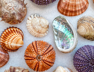 variety of seashells and urchins top view closeup on white marble background