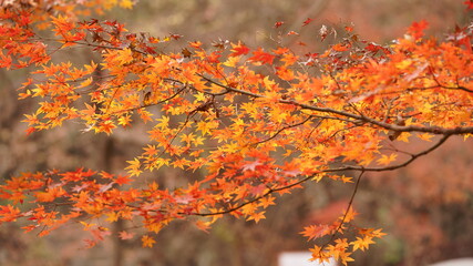 The beautiful autumn view with the colorful autumn leaves on the trees in the forest