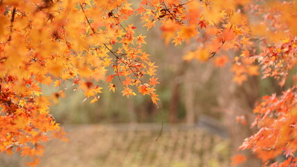 The beautiful autumn view with the colorful autumn leaves on the trees in the forest
