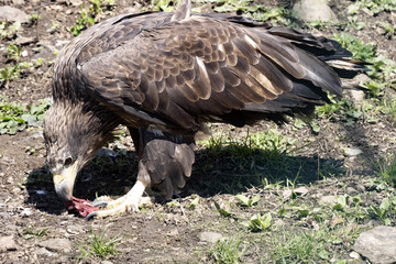The White-tailed Eagle, Haliaeetus albicilla, eats prey