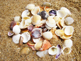 Seashells on the sand. Top view. Summer beach background.