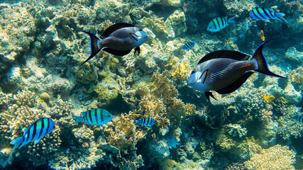 Naklejka na ściany i meble Underwater coral reef. and tropical fishes in blue sea 