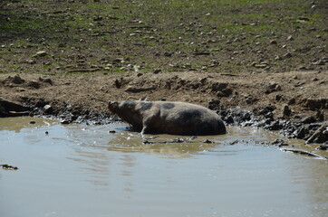 pigs in a puddle
